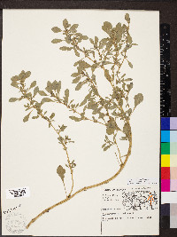 Amaranthus blitoides image