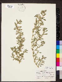 Amaranthus blitoides image