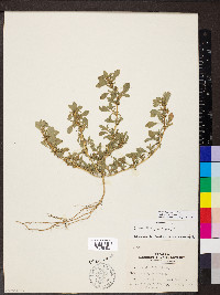 Amaranthus blitoides image