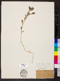 Amaranthus blitoides image