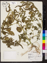 Amaranthus hybridus image