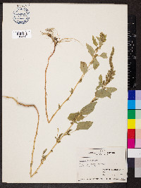 Amaranthus hybridus image