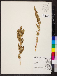 Amaranthus hybridus image