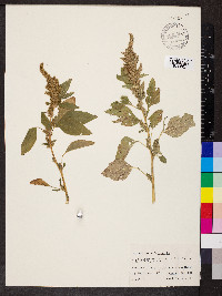 Amaranthus hybridus image