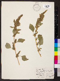 Amaranthus hybridus image