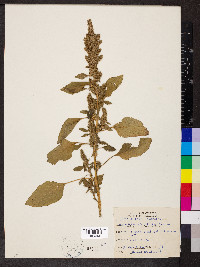 Amaranthus hybridus image