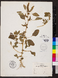 Amaranthus hybridus image