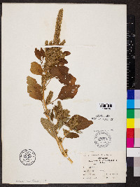 Amaranthus hybridus image