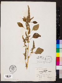 Amaranthus hybridus image