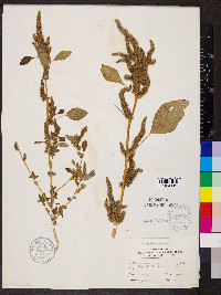 Amaranthus hybridus image