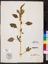 Amaranthus hybridus image