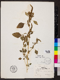 Amaranthus hybridus image