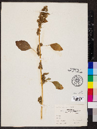 Amaranthus hybridus image