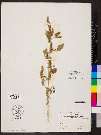 Amaranthus hybridus image