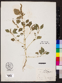 Amaranthus hybridus image