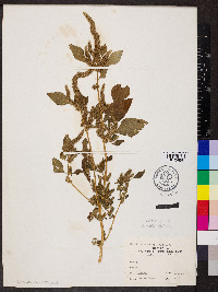 Amaranthus hybridus image