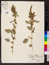 Amaranthus hybridus image