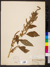 Amaranthus hybridus image