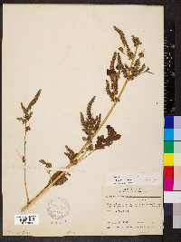 Amaranthus hybridus image