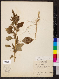 Amaranthus hybridus image