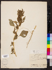 Amaranthus hybridus image