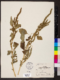 Amaranthus hybridus image