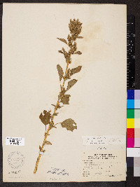 Amaranthus hybridus image