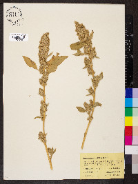 Amaranthus retroflexus image