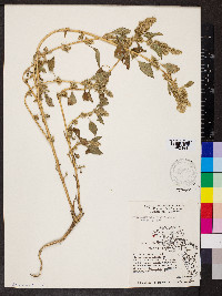 Amaranthus retroflexus image