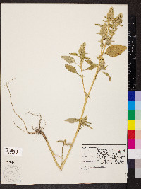 Amaranthus retroflexus image