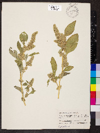 Amaranthus retroflexus image