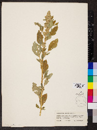 Amaranthus retroflexus image