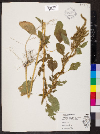 Amaranthus retroflexus image