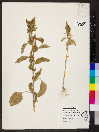 Amaranthus retroflexus image