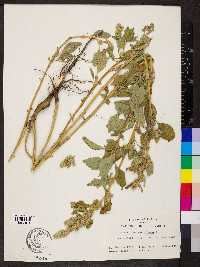 Amaranthus retroflexus image