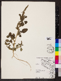 Amaranthus retroflexus image