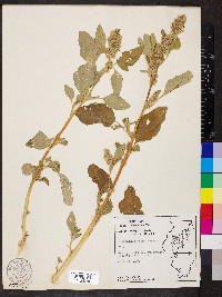 Amaranthus retroflexus image