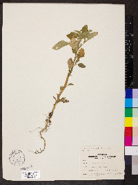 Amaranthus retroflexus image