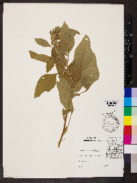 Amaranthus retroflexus image