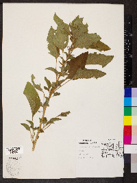 Amaranthus retroflexus image