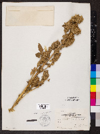 Amaranthus retroflexus image