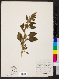 Amaranthus retroflexus image