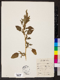 Amaranthus retroflexus image