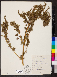 Amaranthus retroflexus image