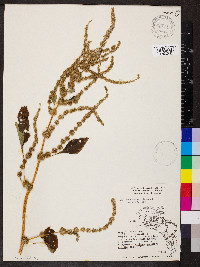 Amaranthus spinosus image