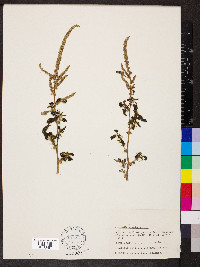 Amaranthus spinosus image