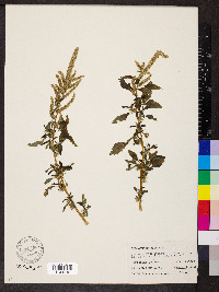 Amaranthus spinosus image