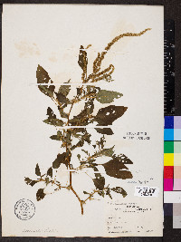 Amaranthus spinosus image