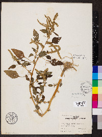 Amaranthus spinosus image