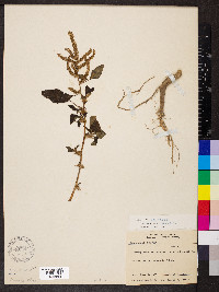 Amaranthus spinosus image